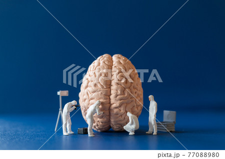 Miniature Scientist observing and discussing about human brain 77088980