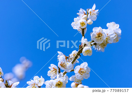 梅の花 白梅 梅の花 白梅 77089157