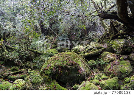 屋久島 白谷雲水峡の苔むす森 屋久島 白谷雲水峡の苔むす森 77089158
