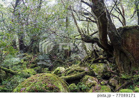 屋久島　白谷雲水峡の苔むす森 77089171
