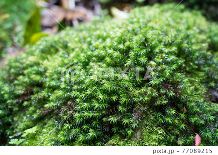 屋久島　白谷雲水峡の苔むす森 77089215