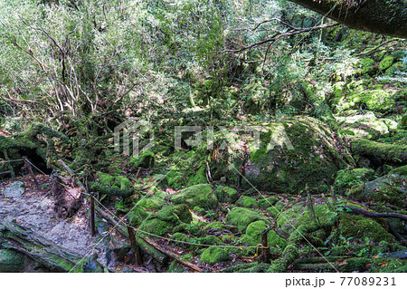屋久島　白谷雲水峡の苔むす森 77089231