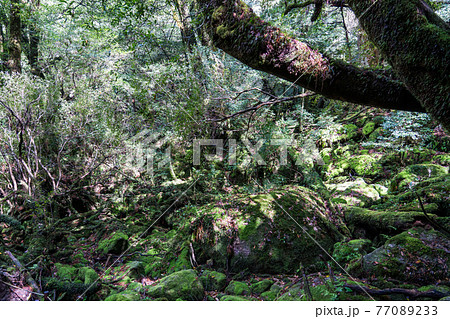 屋久島 白谷雲水峡の苔むす森 屋久島 白谷雲水峡の苔むす森 77089233