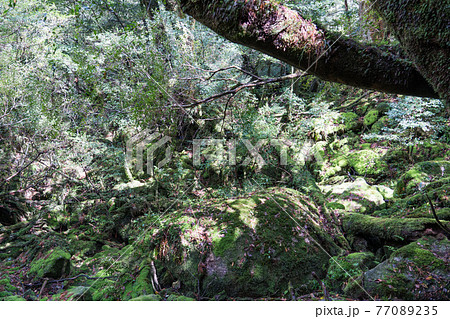 屋久島　白谷雲水峡の苔むす森 77089235
