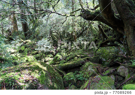 屋久島　白谷雲水峡の苔むす森 77089266