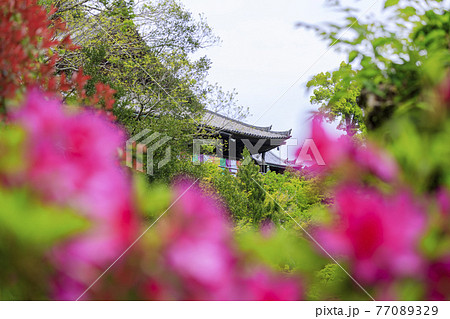 長谷寺　新緑の境内に咲く満開の牡丹 77089329