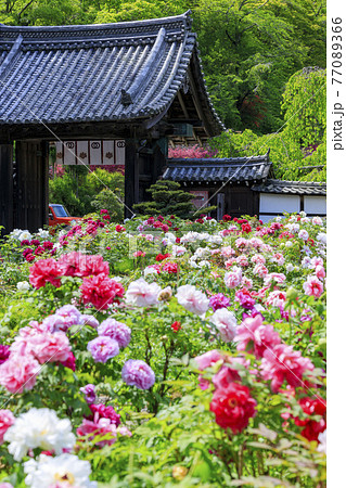 長谷寺 新緑の境内に咲く満開の牡丹 長谷寺 新緑の境内に咲く満開の牡丹 77089366