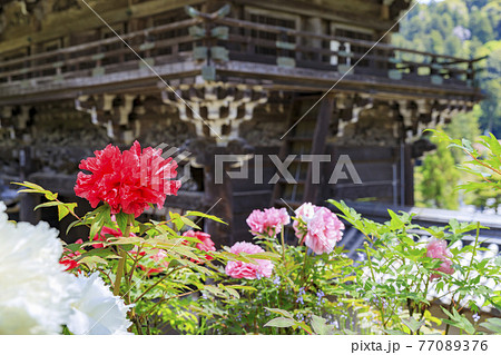 長谷寺 新緑の境内に咲く満開の牡丹 長谷寺 新緑の境内に咲く満開の牡丹 77089376
