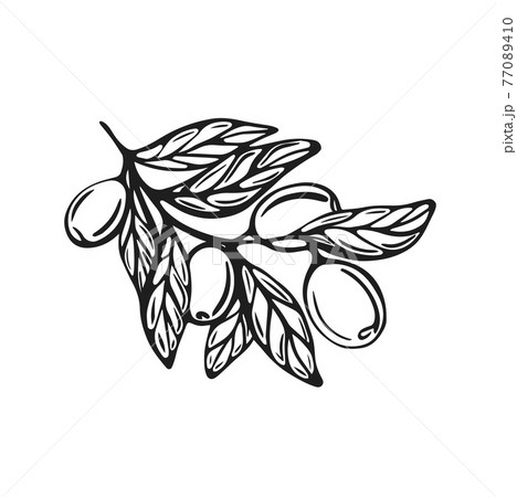 Hand-drawn branch with olives Hand-drawn branch with olives 77089410