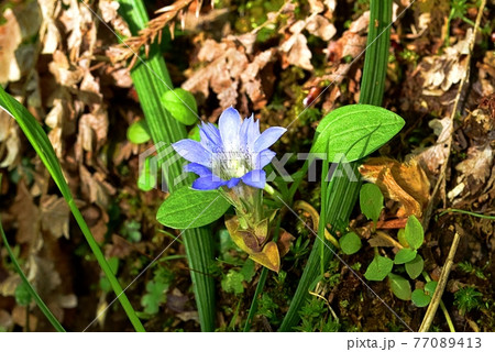 フデリンドウ 77089413