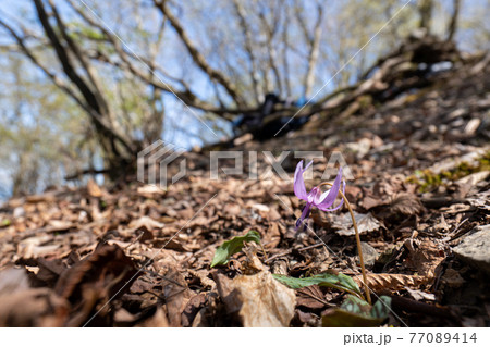 一輪咲きのカタクリと鈴北岳の稜線 77089414