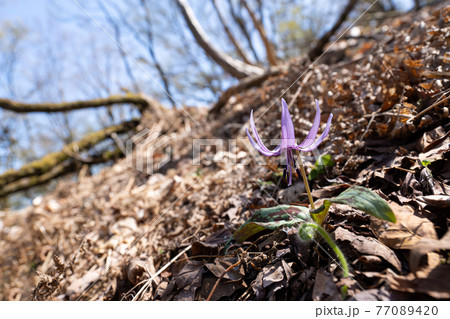 一輪咲きのカタクリと鈴北岳の稜線 77089420