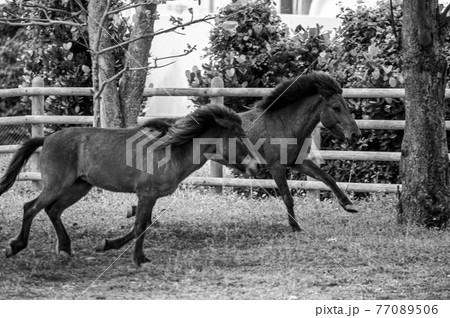 放牧中の走る与那国馬 77089506