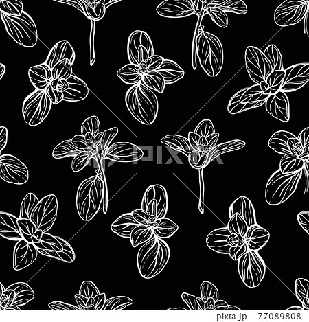 Basil Pattern Italian Herbs A Sprig Of Marjoramのイラスト素材