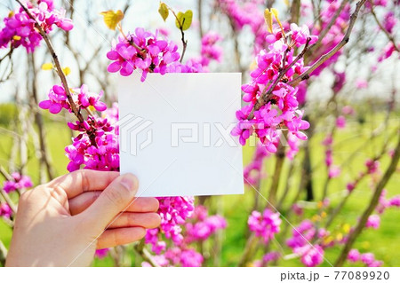 ピンクの花蘇芳と正方形の白いカードのモックアップ ピンクの花蘇芳と正方形の白いカードのモックアップ 77089920