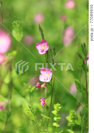 可憐な赤花夕化粧 アカバナユウゲショウ の写真素材