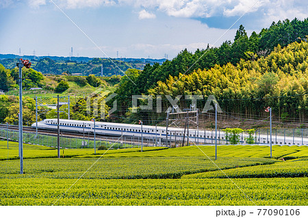 (静岡県)牧之原の茶畑を走る新幹線 下り線 (静岡県)牧之原の茶畑を走る新幹線 下り線 77090106