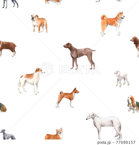 Beautiful seamless pattern with cute watercolor hand drawn dog breeds Cocker spaniel Greyhound Hound Basenji and Russian Greyhound Whippet . Stock illustration. 77090157