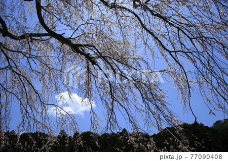 枝垂れ桜 下田 雲 枝垂れ桜 下田 雲 77090408