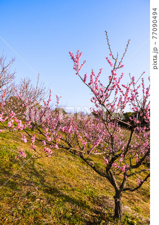 梅の花　早朝の紅梅 77090494