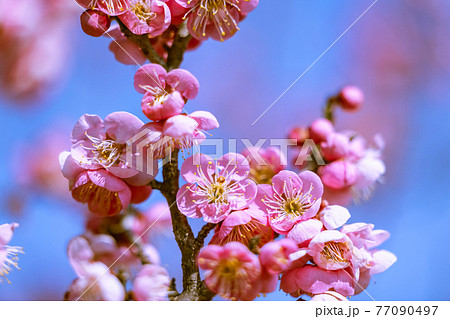 梅の花　紅梅 77090497