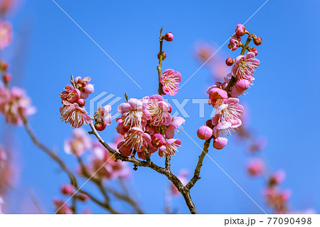 梅の花　紅梅 77090498