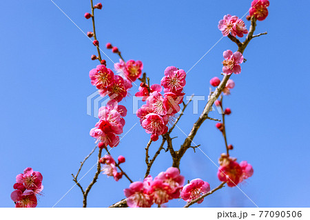 梅の花　紅梅 77090506
