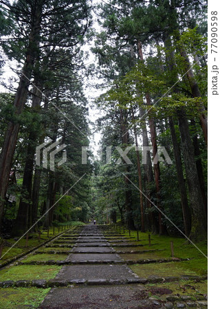 福井県勝山市にある平泉寺白山神社 雨上がりの参道 福井県勝山市にある平泉寺白山神社 雨上がりの参道 77090598