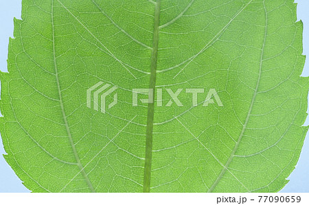 キクイモ（菊芋）の若葉と葉脈 77090659