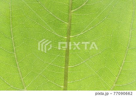 キクイモ（菊芋）の若葉と葉脈 77090662