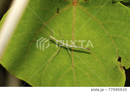 ナナフシの幼虫 77090910