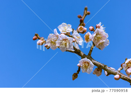 梅の花　佐布里梅 77090958