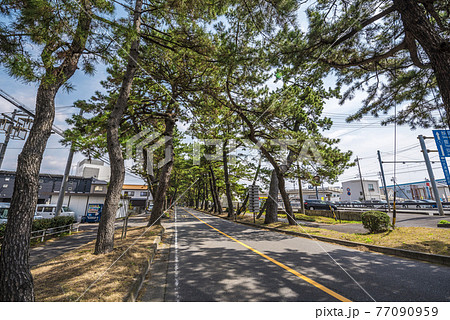 《愛知県》知立市　東海道松並木 77090959