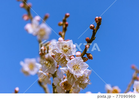 梅の花　佐布里梅 77090960