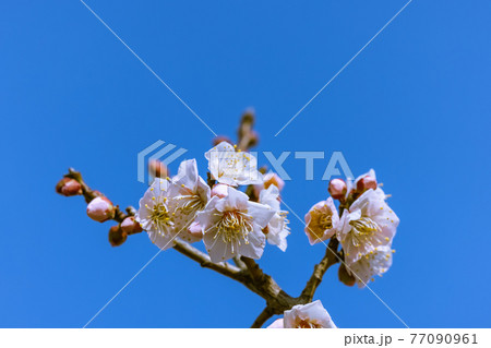 梅の花　佐布里梅 77090961