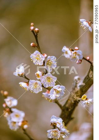 梅の花 佐布里梅 梅の花 佐布里梅 77090965