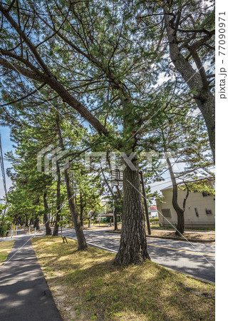 《愛知県》知立市 東海道松並木 《愛知県》知立市 東海道松並木 77090971