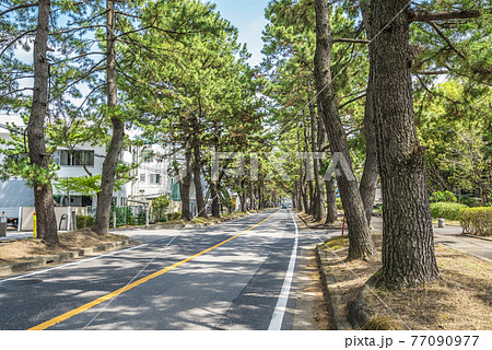 《愛知県》知立市　東海道松並木 77090977