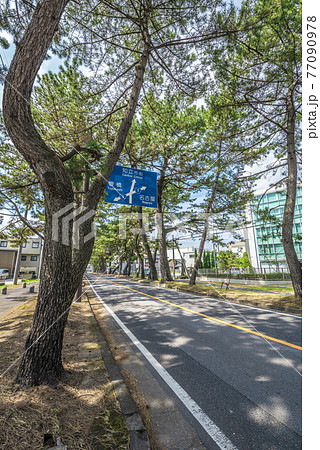 《愛知県》知立市 東海道松並木 《愛知県》知立市 東海道松並木 77090978