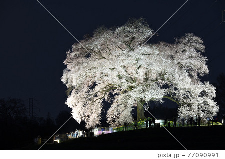 山梨県韮崎市 わに塚の一本桜ライトアップ 山梨県韮崎市 わに塚の一本桜ライトアップ 77090991