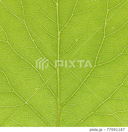 ウメ（梅）の若葉と葉脈 77091187