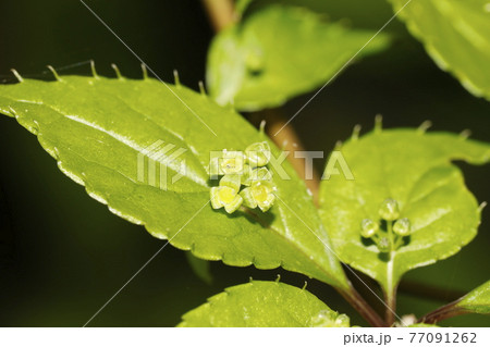 ハナイカダの花 77091262