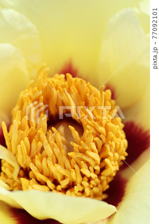 牡丹 ボタン の花です 春 秋 冬の季節を華やかに彩り咲き誇ります の写真素材