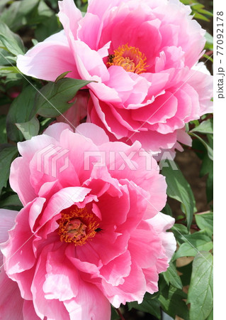 牡丹 ボタン の花です 春 秋 冬の季節を華やかに彩り咲き誇ります の写真素材