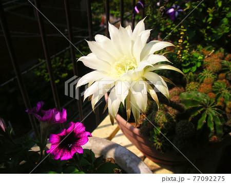 しろいサボテンの花 しろいサボテンの花 77092275