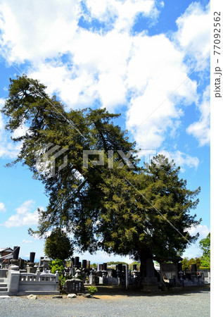 天翔ける龍の如く 埼玉県本庄市児玉町 龍清寺の飛龍の大榧 天翔ける龍の如く 埼玉県本庄市児玉町 龍清寺の飛龍の大榧 77092562