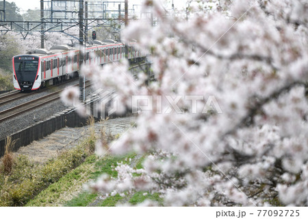 満開の桜と都営地下鉄5500形電車 77092725