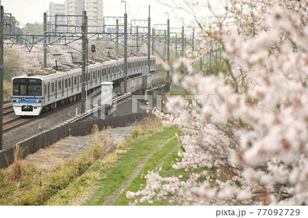 満開の桜と北総鉄道7800形電車 満開の桜と北総鉄道7800形電車 77092729