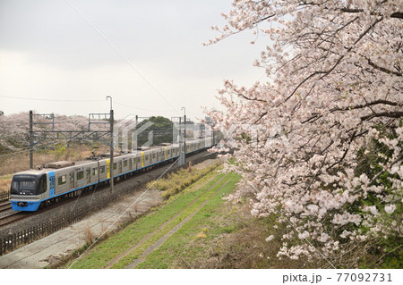 満開の桜と北総鉄道9100形電車 77092731