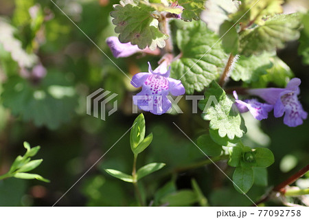 野原で紫の小さな花を咲かせる カキドオシの写真素材